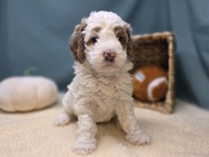 Goldendoodle Mini F1b