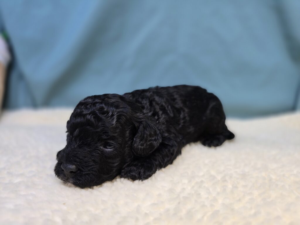 [#2528-01]  - Black M Cavapoo F1B Puppies For Sale