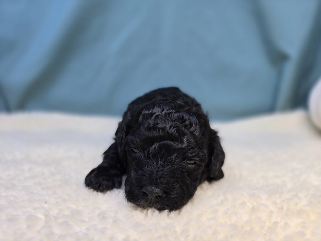 Thorn - Cavapoo F1B - Image 3