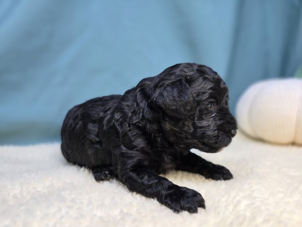 Thorn - Cavapoo F1B - Image 2