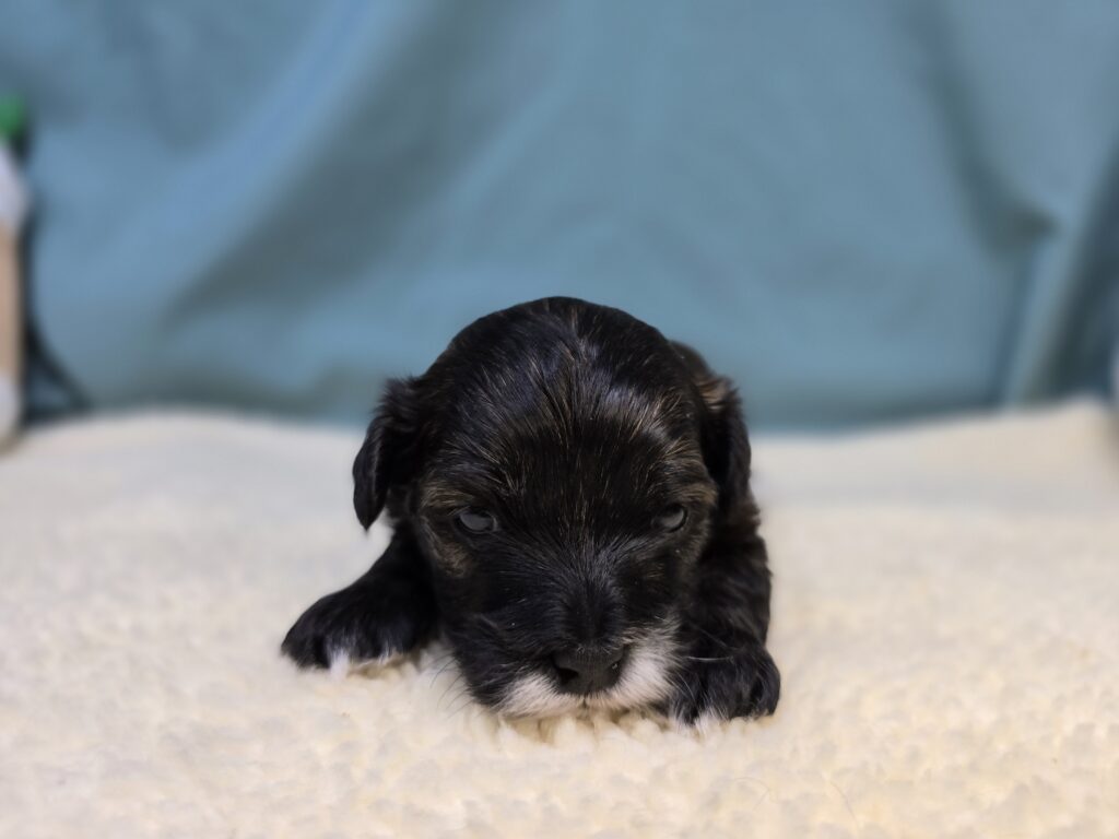 [#2528-02]  - Black / Brown M Cavapoo F1B Puppies For Sale