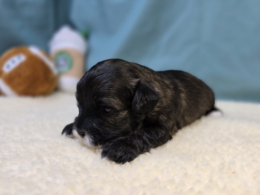 Thatch - Cavapoo F1B - Image 3