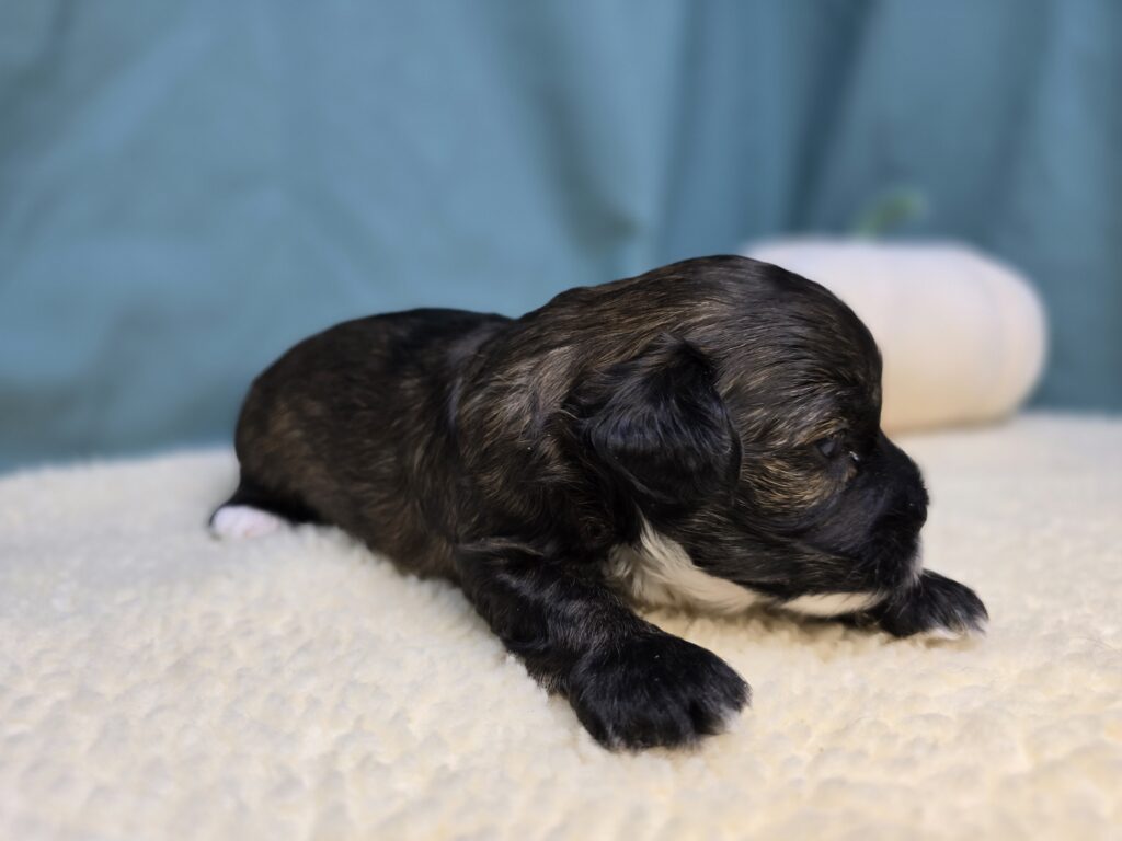 Thatch - Cavapoo F1B - Image 2