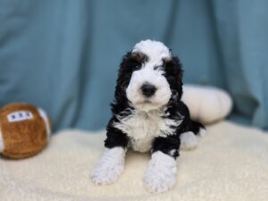 Bernedoodle Mini