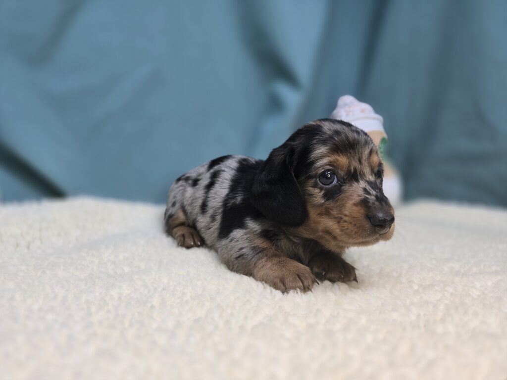 Timber - Dachshund - Image 2