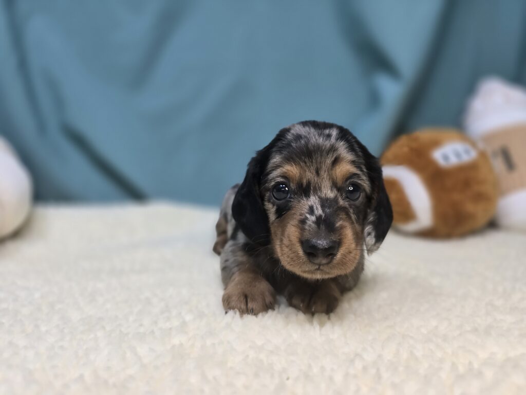 [#25987-01]  - Blue / Black M Dachshund Puppies For Sale