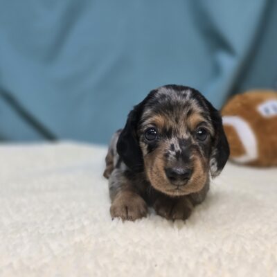 Dachshund - 1147 - Timber