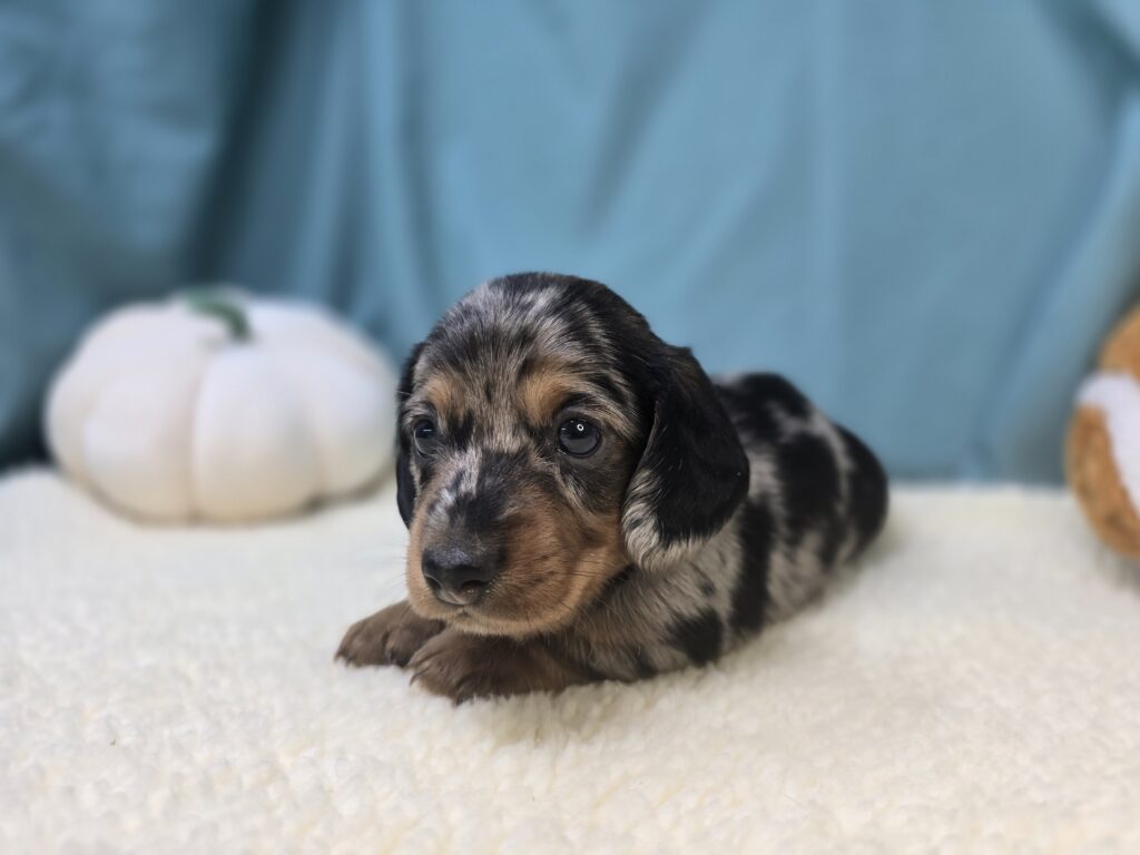 Timber - Dachshund - Image 3