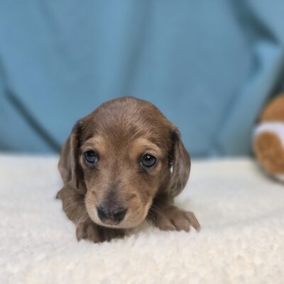 Dachshund - 1148 - Fern