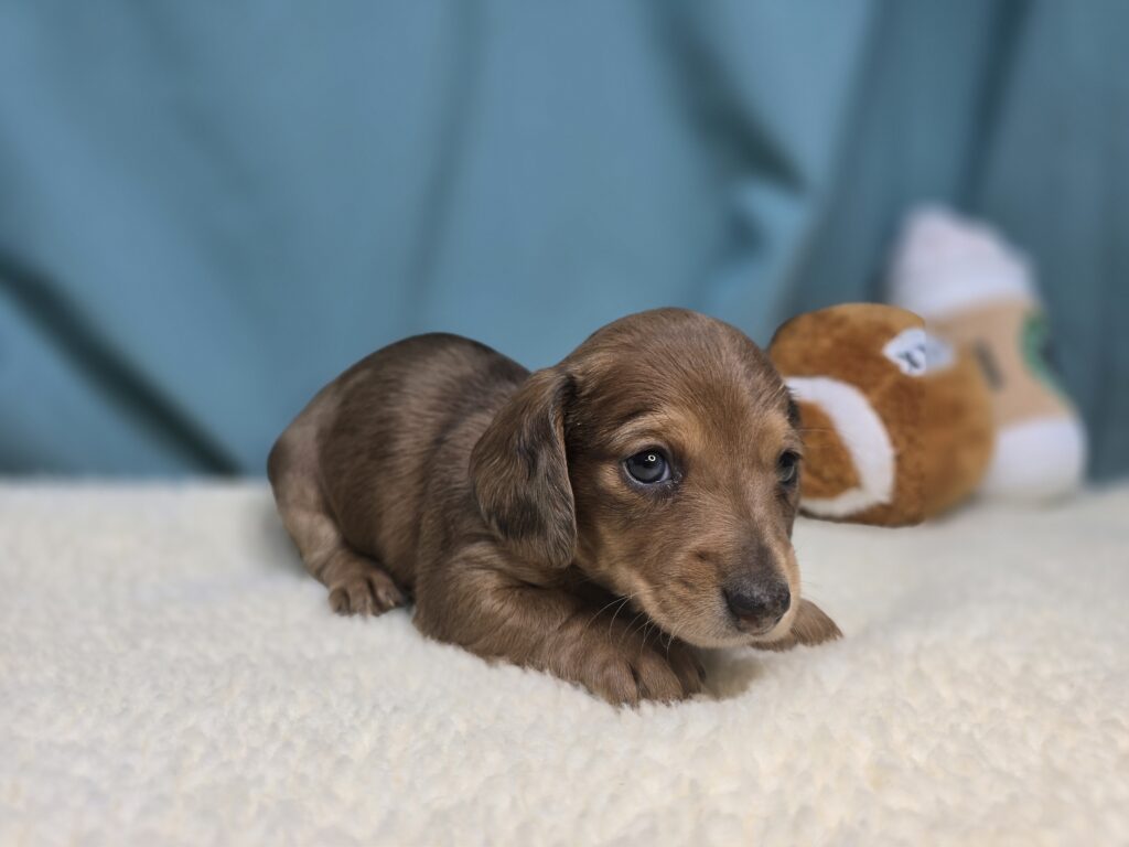Fern - Dachshund - Image 2