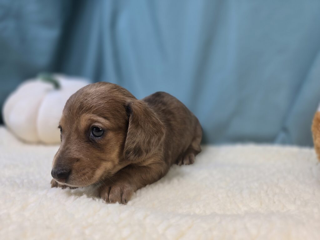 Fern - Dachshund - Image 3