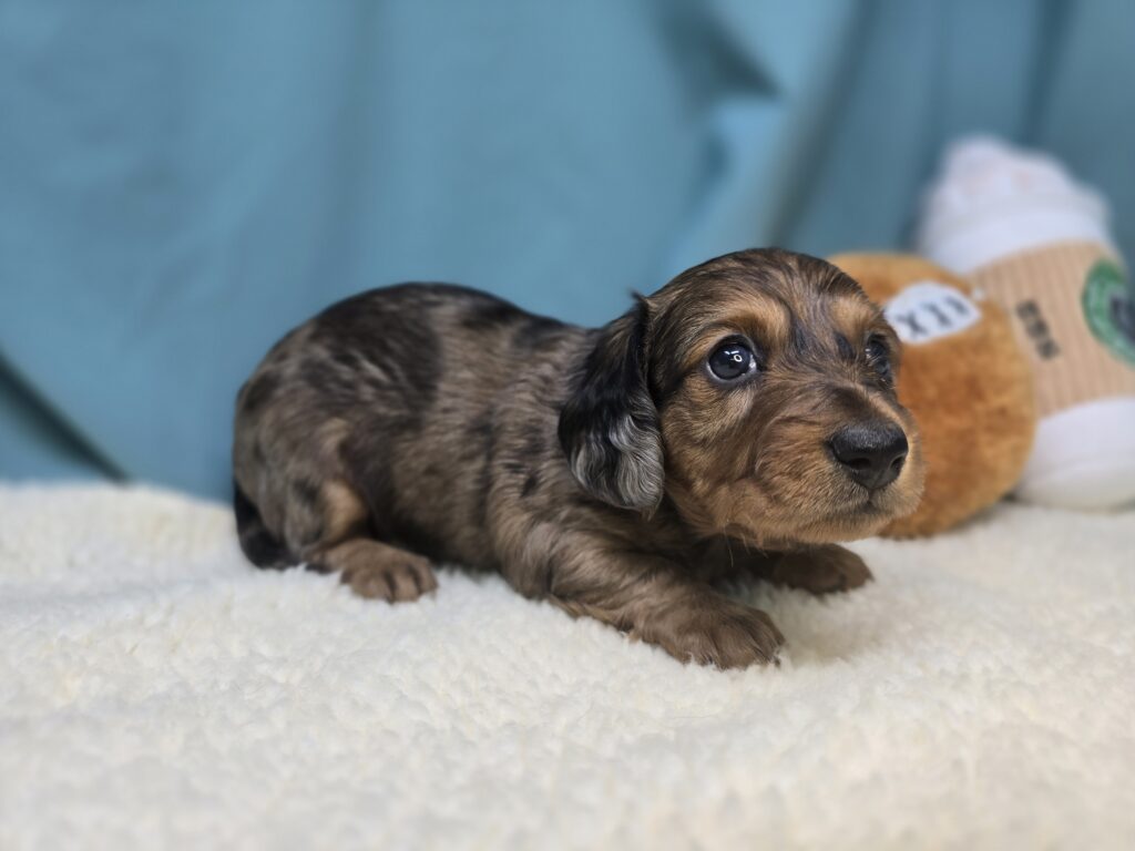 Terra - Dachshund - Image 3