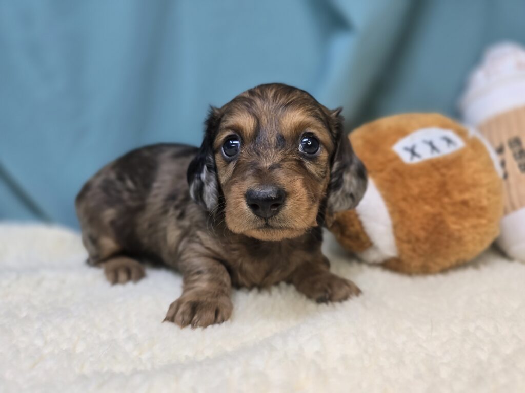 [#25987-03]  - Brown / Tan F Dachshund Puppies For Sale