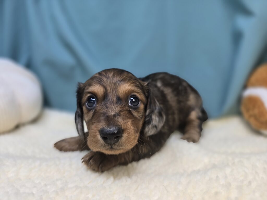 Terra - Dachshund - Image 2