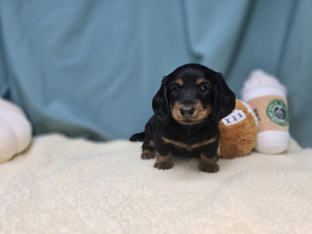 [#25988-02]  - Brown F Dachshund Puppies For Sale