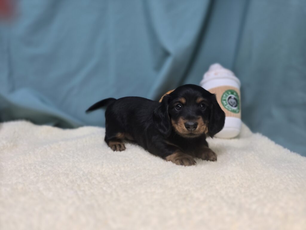 Meadow - Dachshund - Image 2