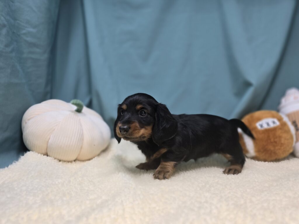 Meadow - Dachshund - Image 3
