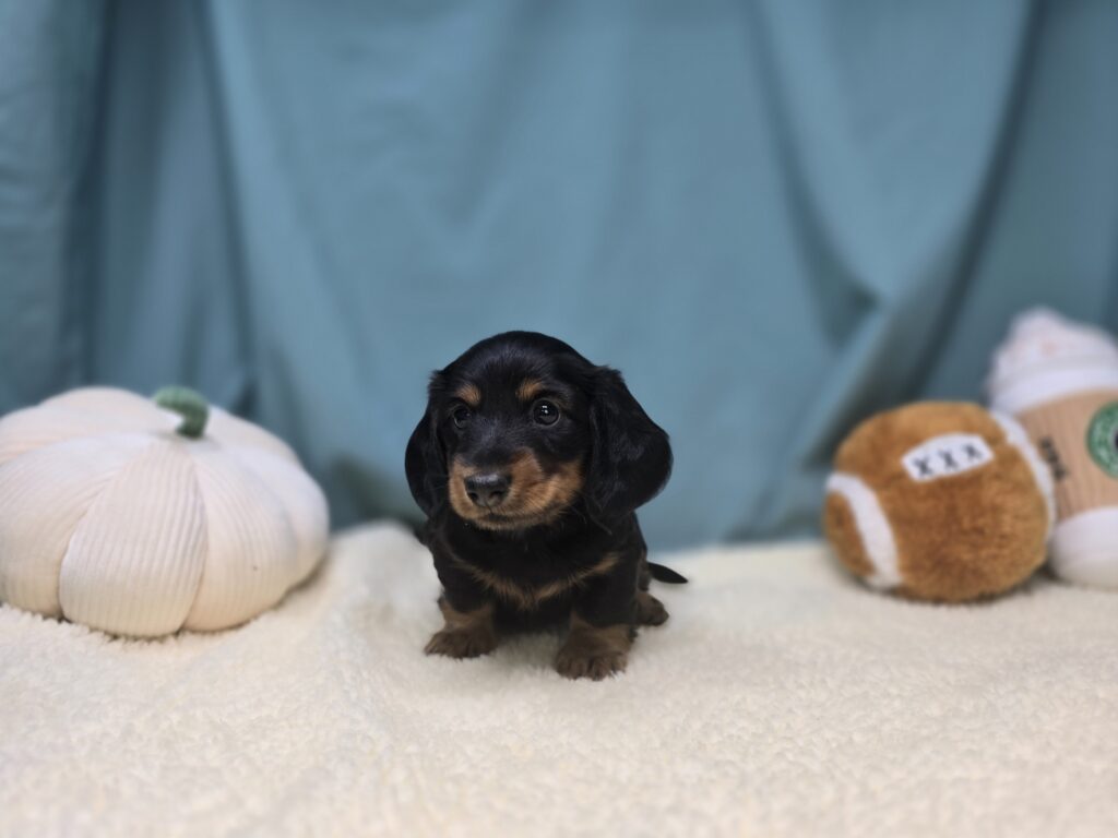 Meadow - Dachshund - Image 4