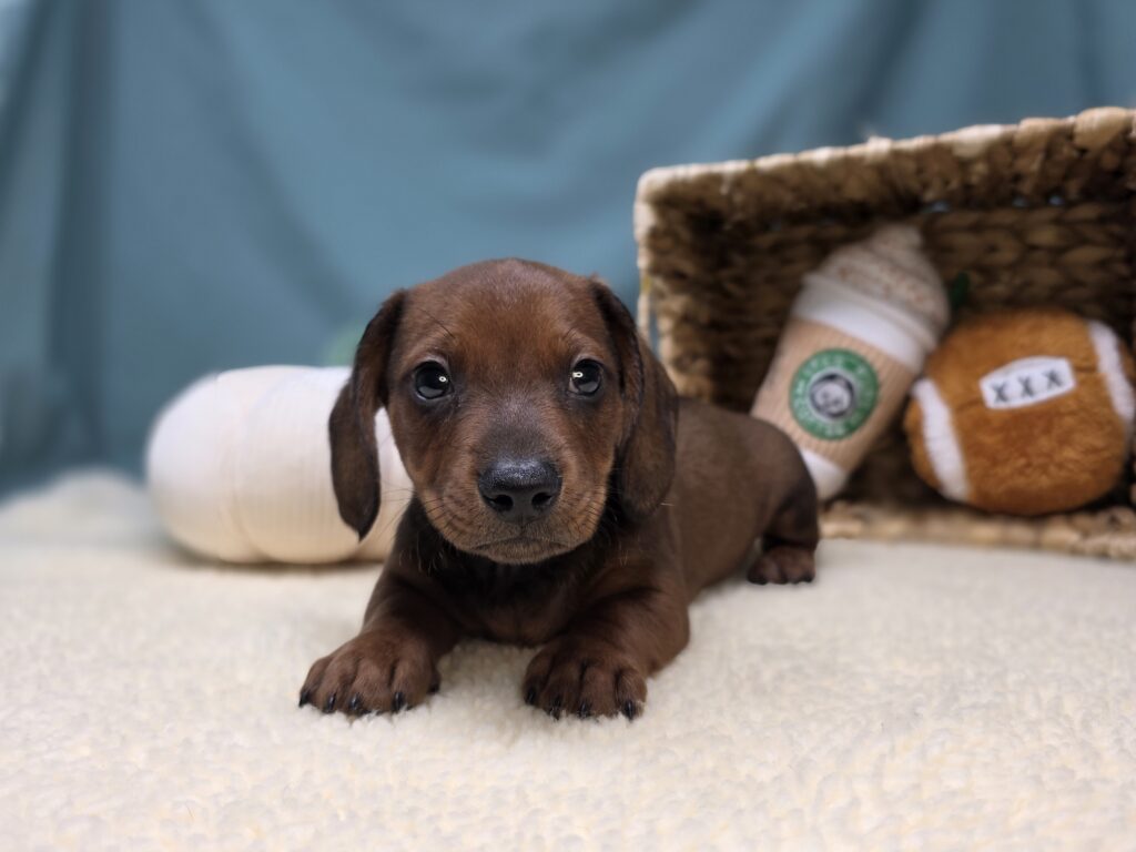 [#25947-01]  - Wild Boar M Dachshund Puppies For Sale