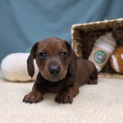 Dachshund - 1156 - Harlan
