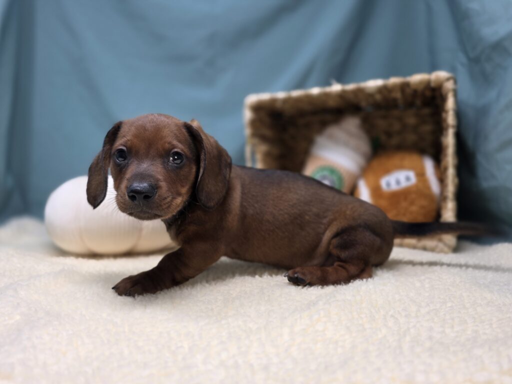 Harlan - Dachshund - Image 2