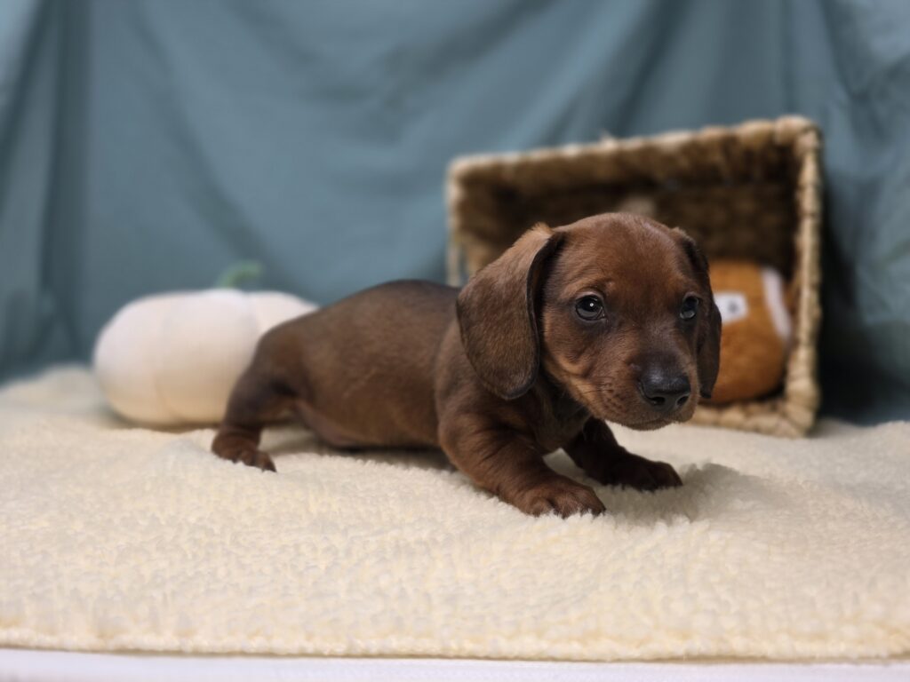Harlan - Dachshund - Image 5
