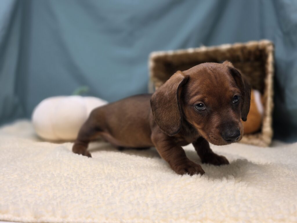 Harlan - Dachshund - Image 3