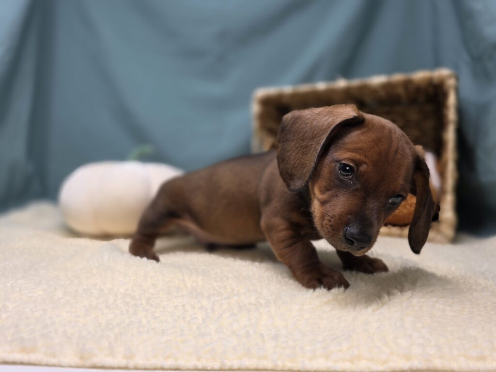 Harlan - Dachshund - Image 4