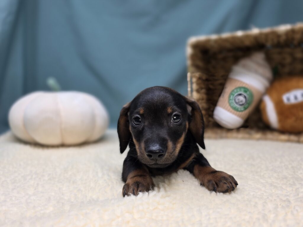 Odin - Dachshund - Image 5