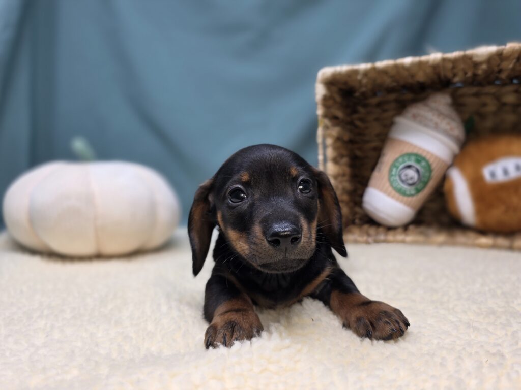 Odin - Dachshund - Image 4