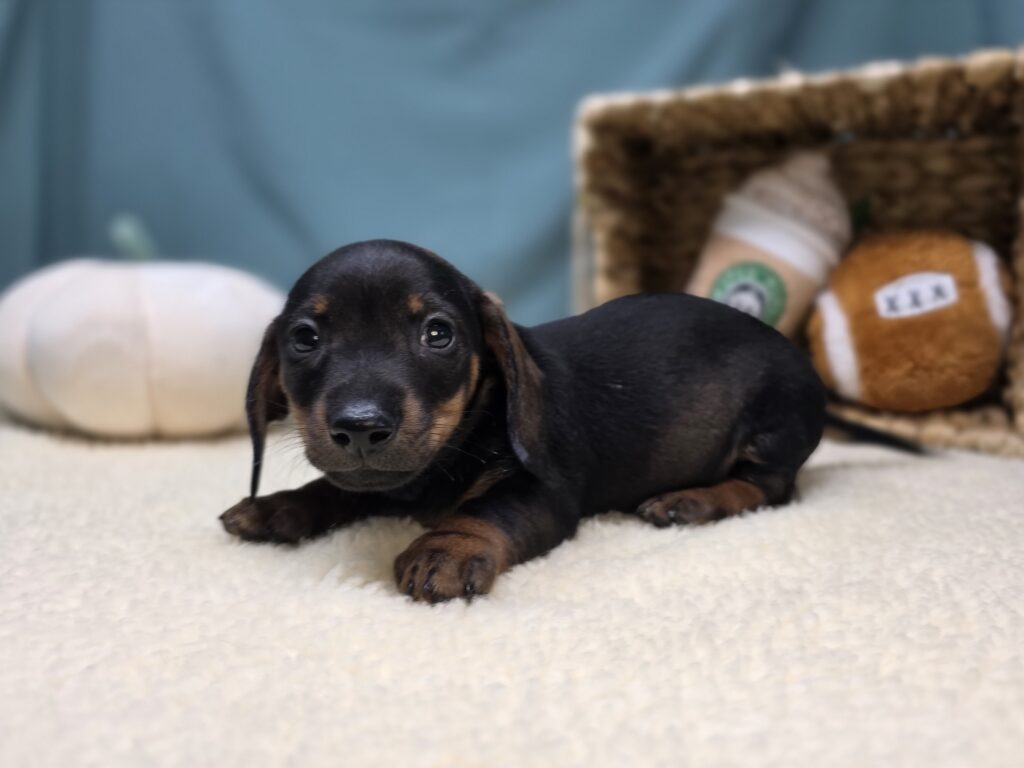 Odin - Dachshund - Image 6