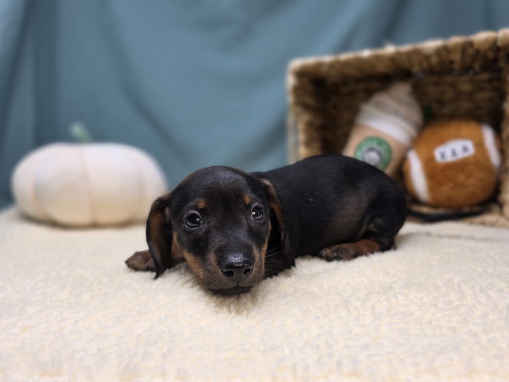 Odin - Dachshund - Image 3