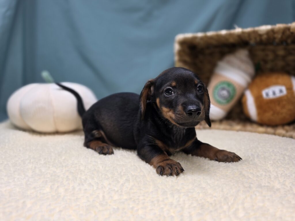 [#25947-02]  - Blue Tan M Dachshund Puppies For Sale