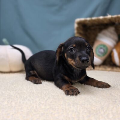 Dachshund - 1157 - Odin