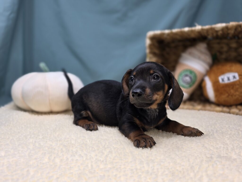 Odin - Dachshund - Image 2