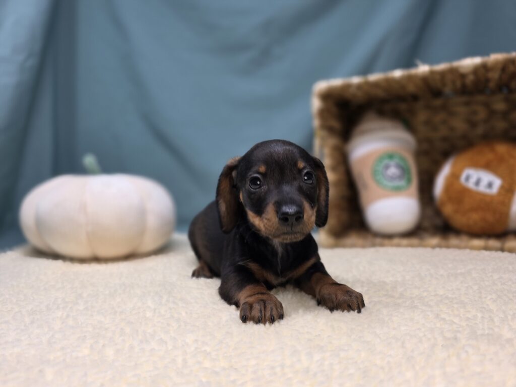 [#25947-03]  - Blue Tan F Dachshund Puppies For Sale