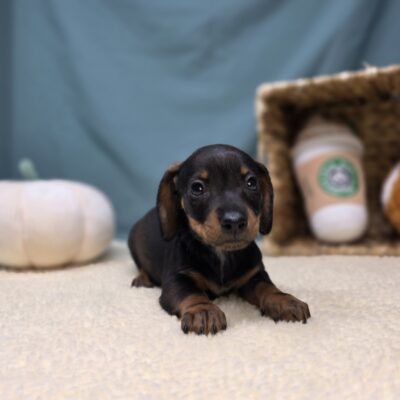 Dachshund - 1158 - Junie
