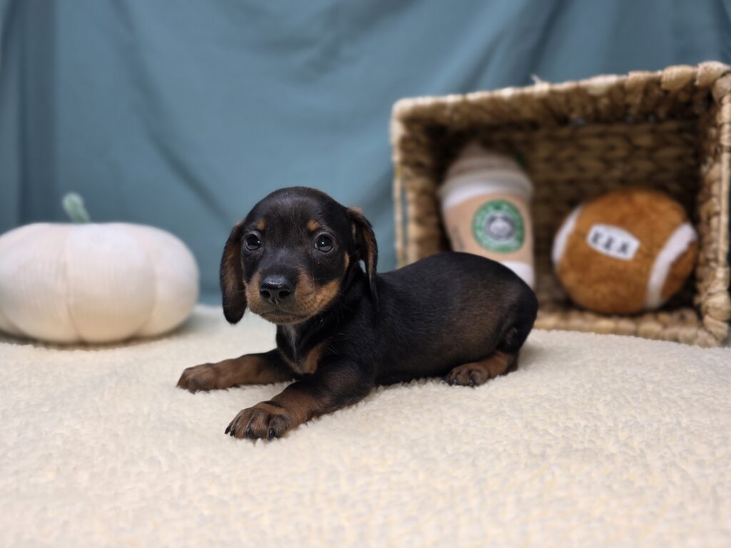 Junie - Dachshund - Image 5