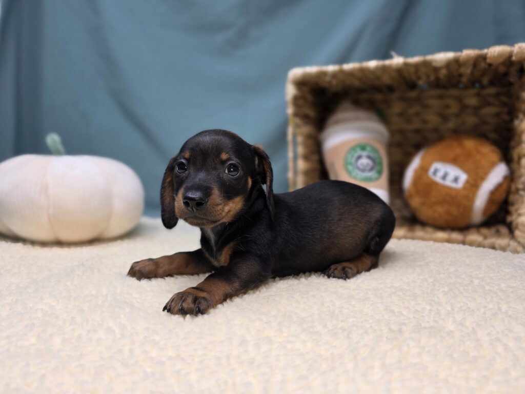 Junie - Dachshund - Image 4