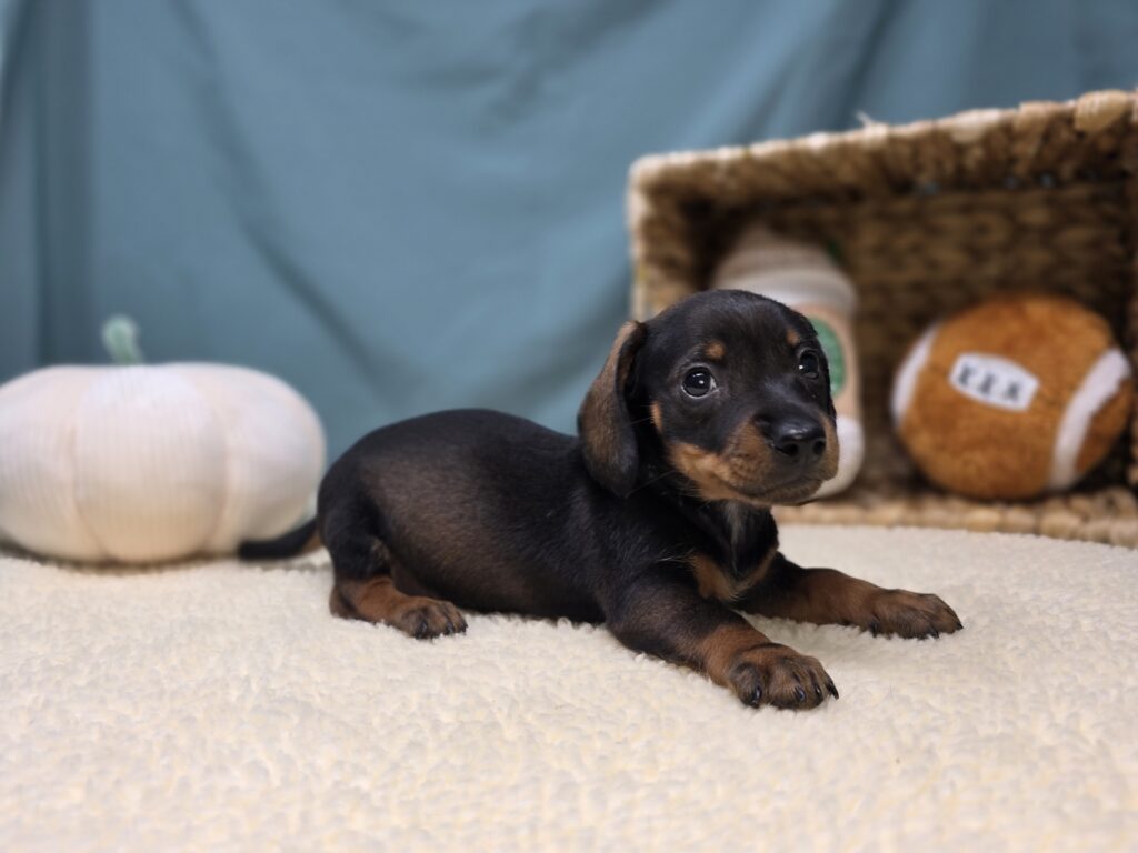 Junie - Dachshund - Image 3