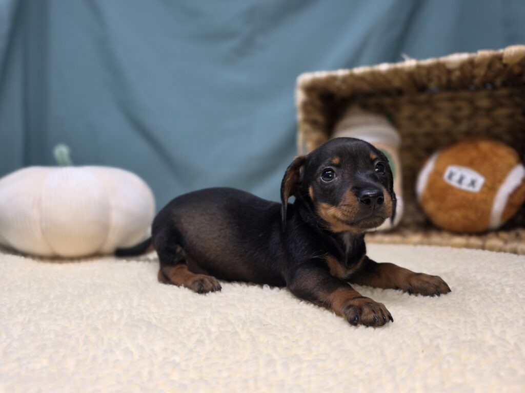 Junie - Dachshund - Image 2