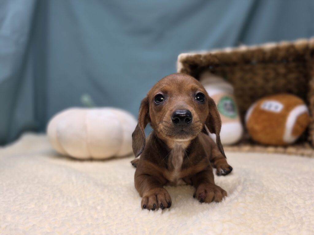 Esme - Dachshund - Image 2