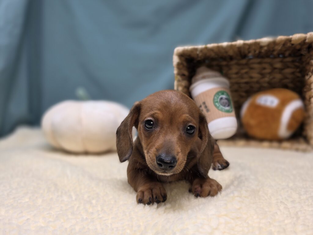 Esme - Dachshund - Image 6