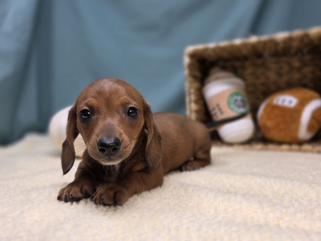 [#25947-04]  - Wild Boar F Dachshund Puppies For Sale