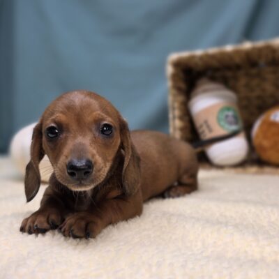Dachshund - 1159 - Esme