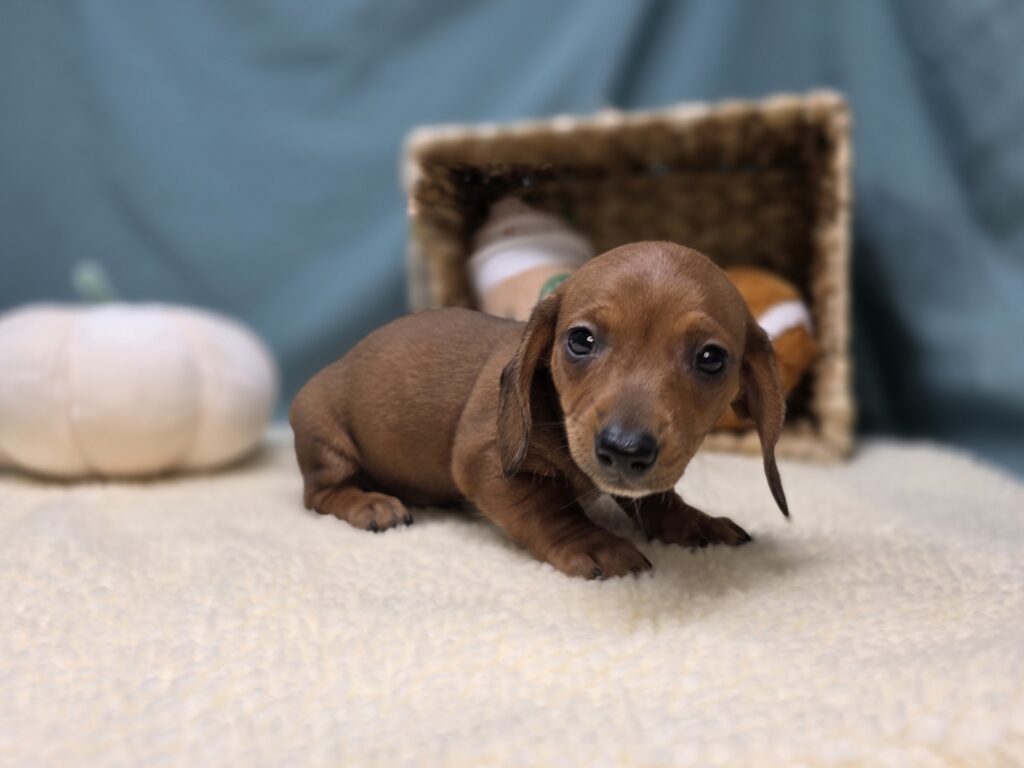 Esme - Dachshund - Image 5