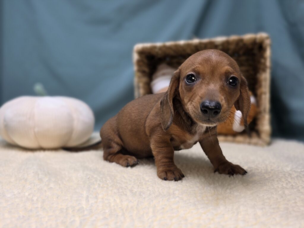Esme - Dachshund - Image 4