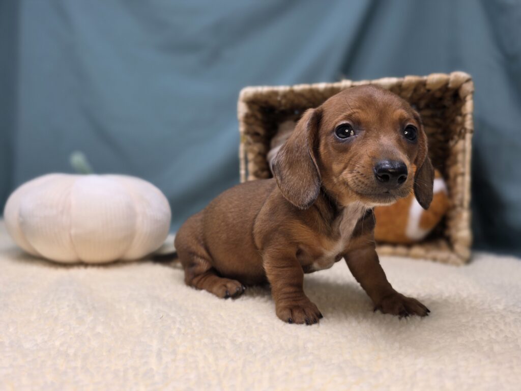 Esme - Dachshund - Image 3