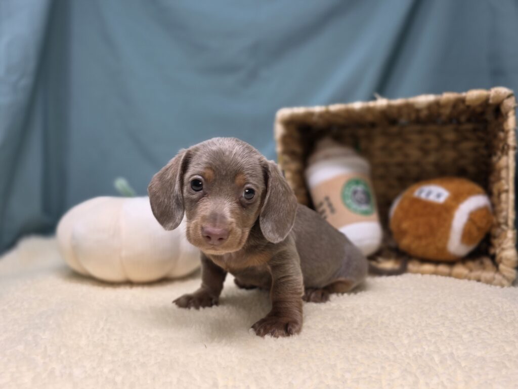 [#25946-02]  - Silver / Tan M Dachshund Puppies For Sale