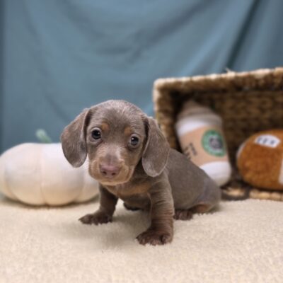 Dachshund - 1155 - Max
